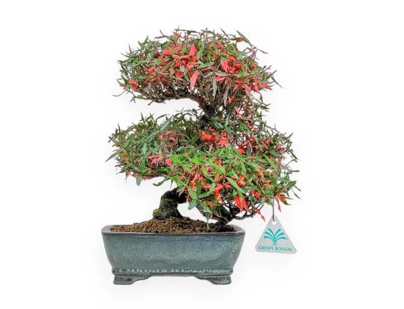 Trachelospermum Asiaticum - Asiatic Jasmine - 27 cm