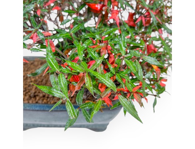 Trachelospermum Asiaticum - Asiatic Jasmine - 27 cm 2
