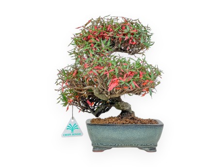 Trachelospermum Asiaticum - Asiatic Jasmine - 27 cm