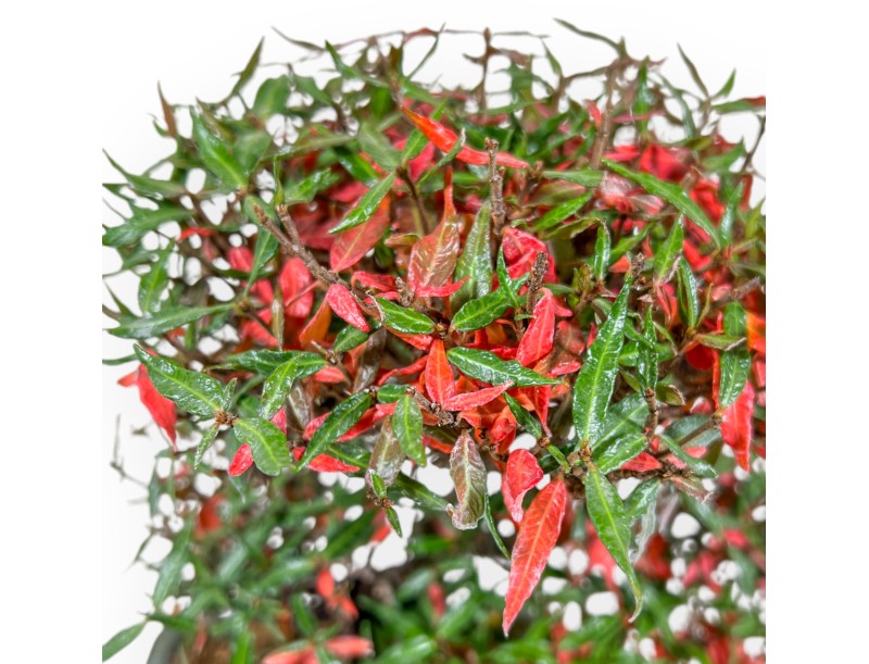Trachelospermum Asiaticum - Gelsomino Orientale - 27 cm
