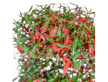 Trachelospermum Asiaticum - Gelsomino Orientale - 27 cm