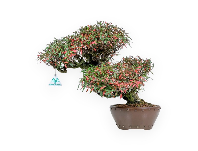 Trachelospermum Asiaticum - Orientalischer Jasmin - 38 cm