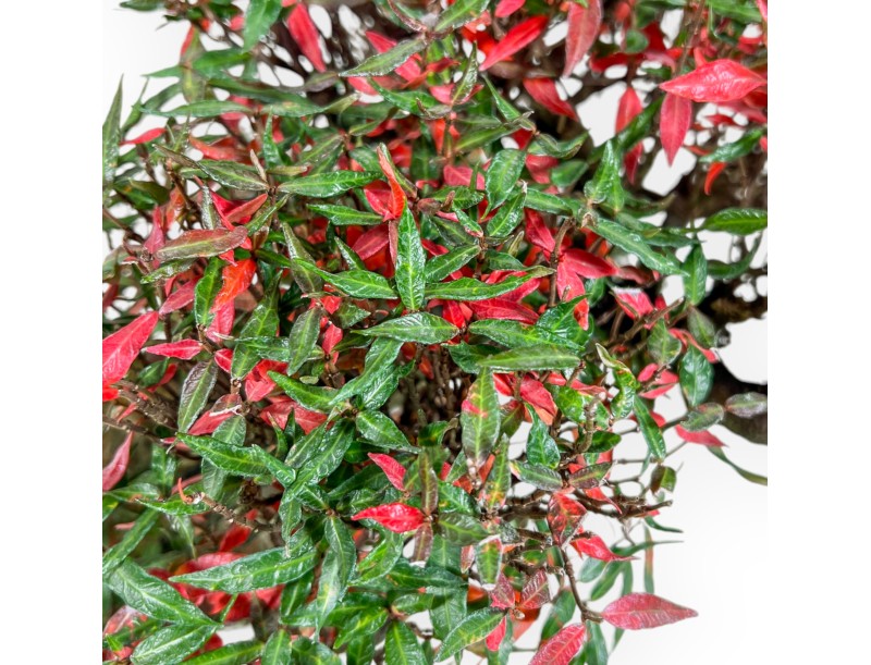Trachelospermum Asiaticum - Orientalischer Jasmin - 38 cm