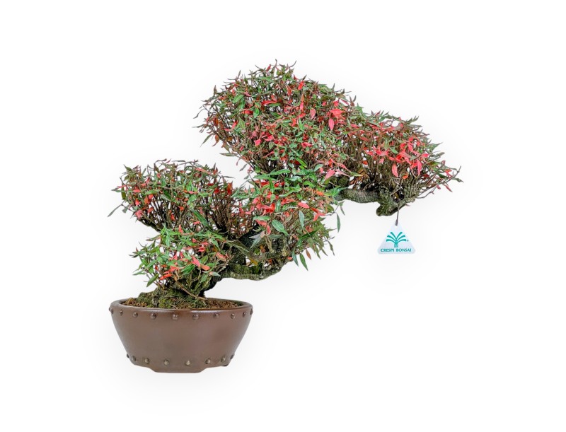 Trachelospermum Asiaticum - Orientalischer Jasmin - 38 cm