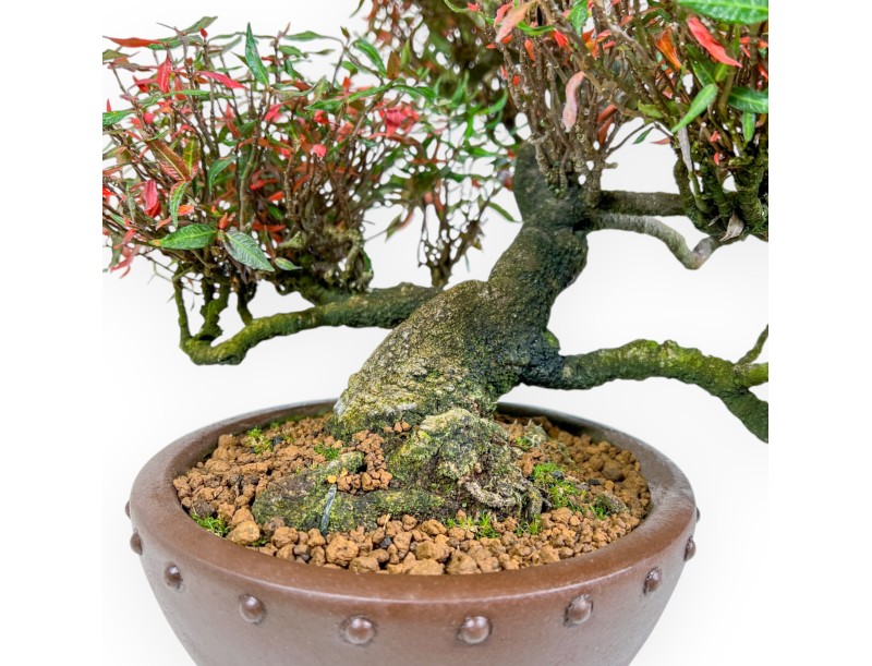 Trachelospermum Asiaticum - Jazmín oriental - 38 cm