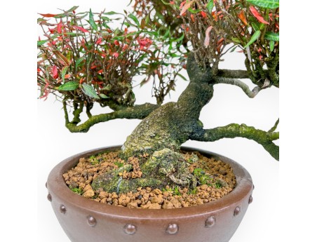 Trachelospermum Asiaticum - Asiatic Jasmine - 38 cm