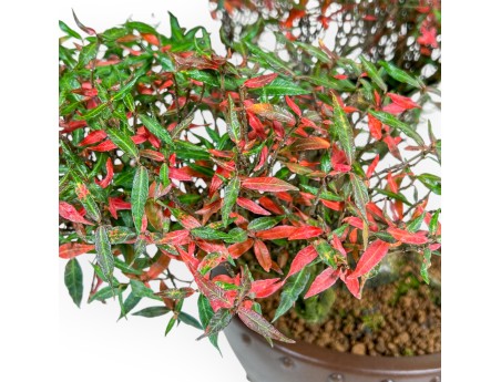 Trachelospermum Asiaticum - Faux Jasmine - 38 cm