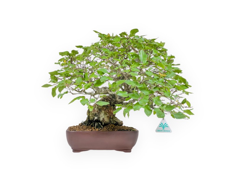 Carpinus - Carpino - 34 cm