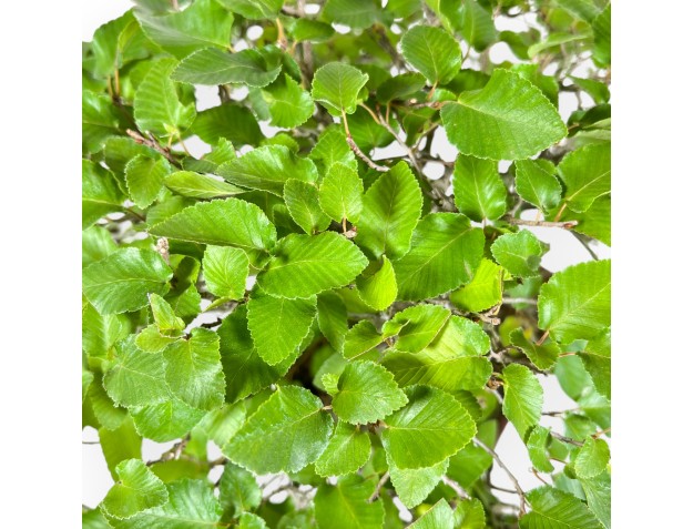 Carpinus - Carpe - 34 cm 2