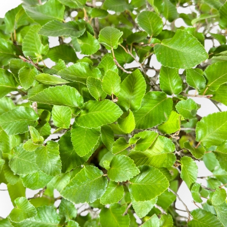 Carpinus - Charme - 34 cm