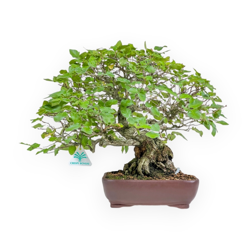 Carpinus - Carpe - 34 cm