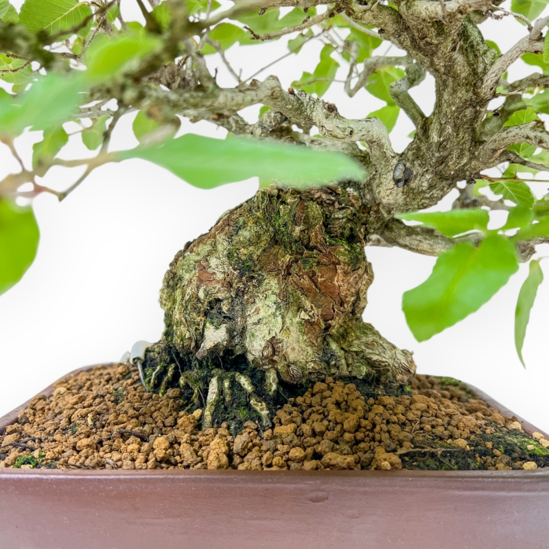 Carpinus - Carpino - 34 cm