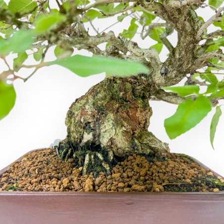 Carpinus - Charme - 34 cm