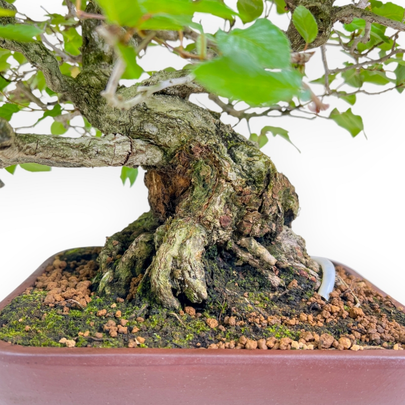 Carpinus - Hornbeam - 34 cm