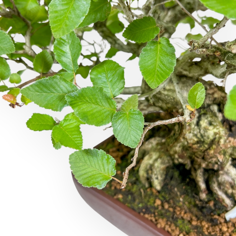 Carpinus - Hornbeam - 34 cm
