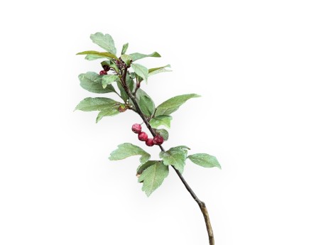 Malus Royal Raindrops - Apple tree - 50 cm
