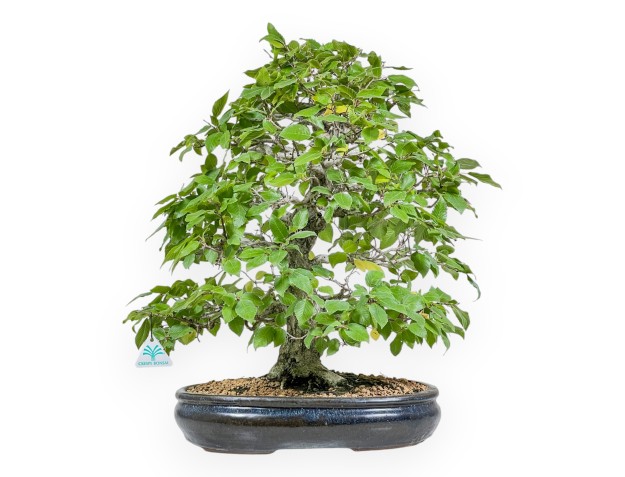 Carpinus - Hainbuche - 50 cm