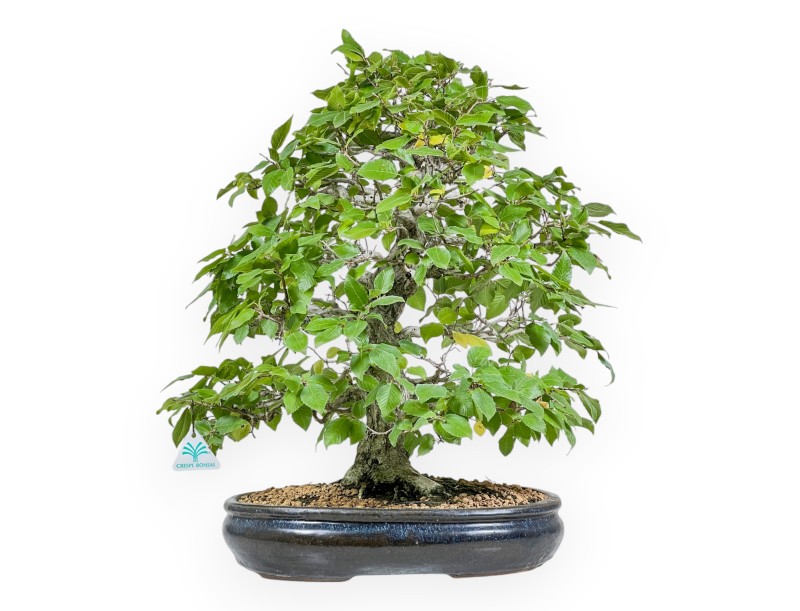 Carpinus - Charme - 50 cm