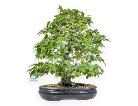 Carpinus - Charme - 50 cm