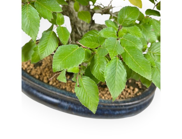 Carpinus - Haagbeuk - 50 cm 2