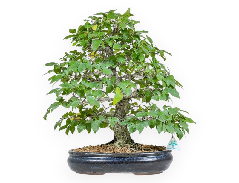 Carpinus - Charme - 50 cm