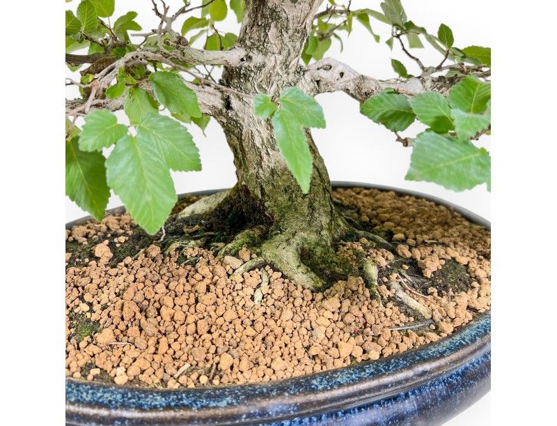 Carpinus - Charme - 50 cm