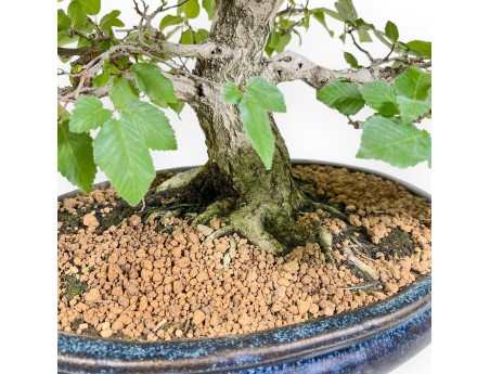 Carpinus - Carpino - 50 cm