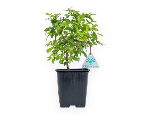 Ligustrum Sinense lemon and lime - Ligustro - 26 cm