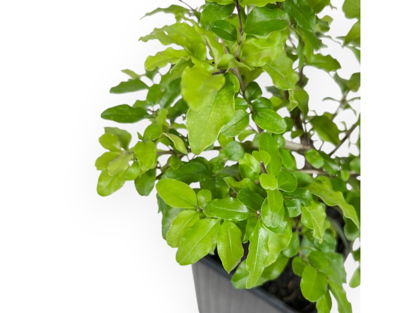 Ligustrum Sinense lemon and lime - Troéne - 26 cm