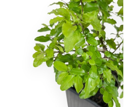 Ligustrum Sinense lemon and lime - Troéne - 26 cm