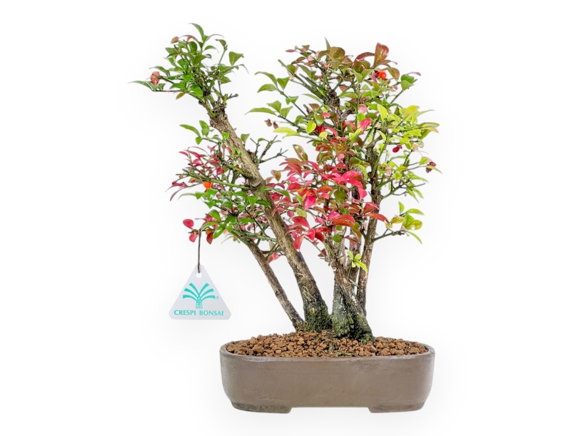 Euonymus Alatus – Spindelsträucher – 27 cm