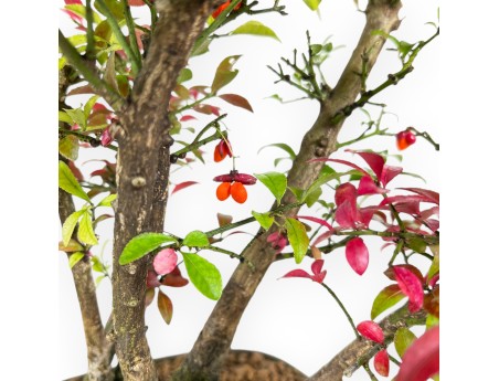 Euonymus Alatus – Spindelsträucher – 27 cm