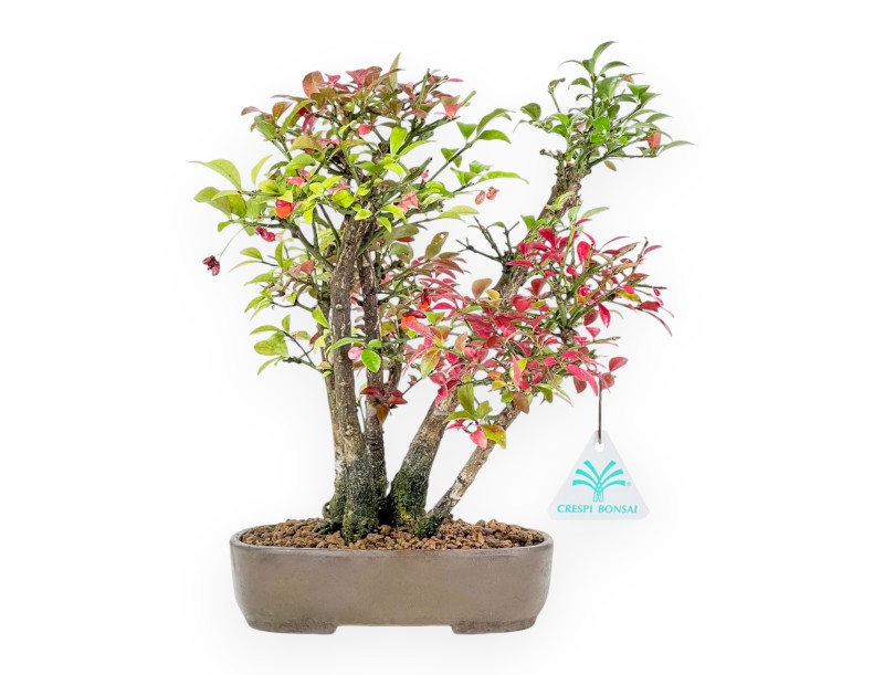 Euonymus Alatus - Winged Spindle Tree - 27 cm
