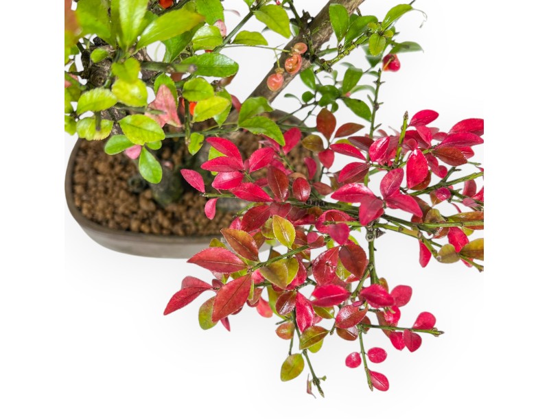 Euonymus Alatus - Evonimo - 27 cm