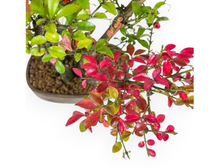 Euonymus Alatus – Spindelsträucher – 27 cm