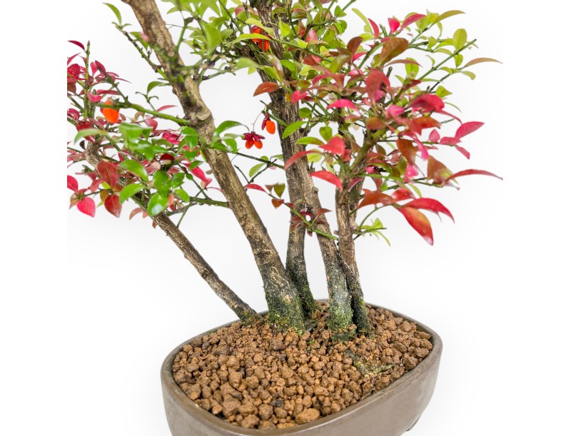 Euonymus Alatus - Winged Spindle Tree - 27 cm