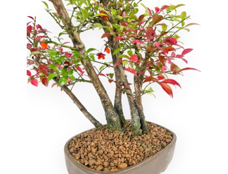 Euonymus Alatus – Spindelsträucher – 27 cm