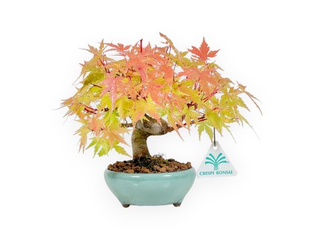 Acer Palmatum - Acero - 20 cm