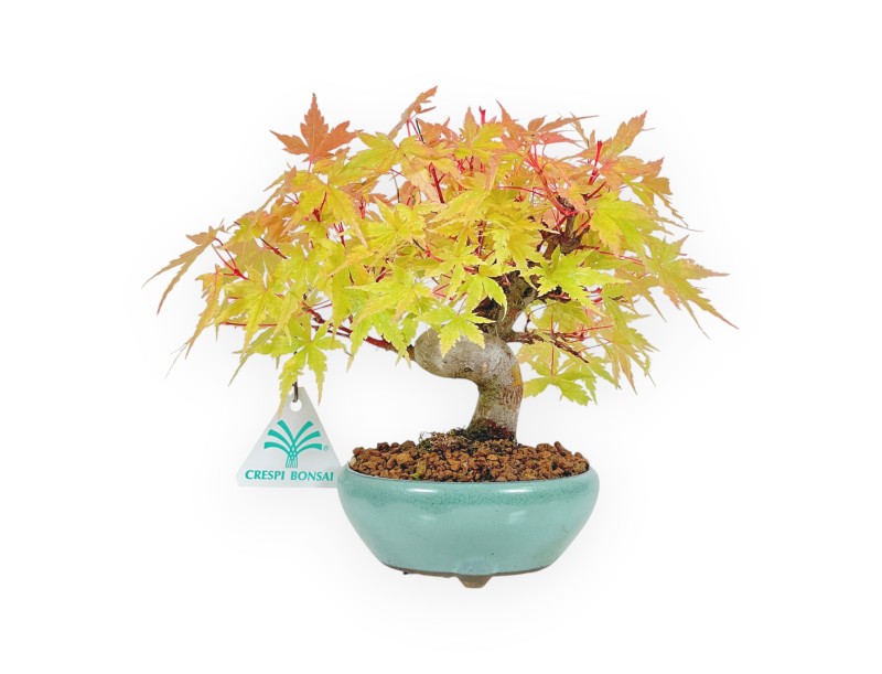 Acer Palmatum - Maple - 20 cm