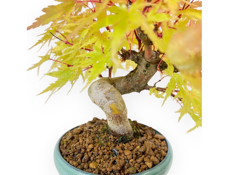 Acer Palmatum - Acero - 20 cm