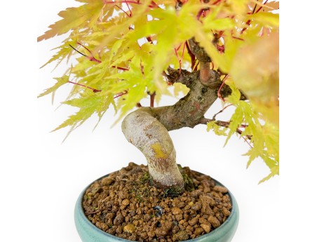 Acer Palmatum - Maple - 20 cm