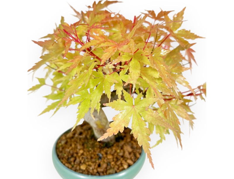 Acer Palmatum - Maple - 20 cm