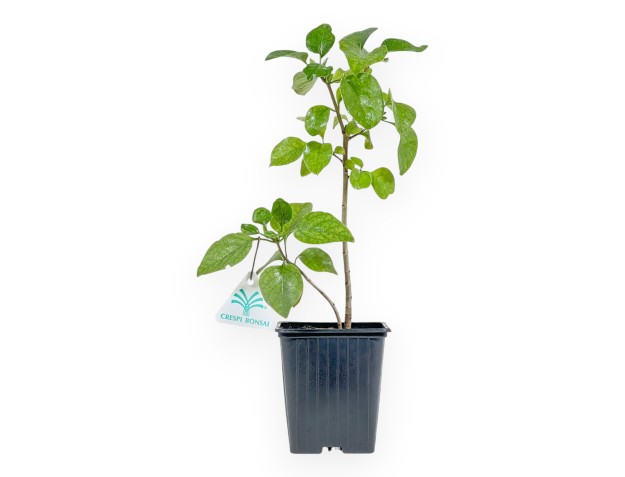 Syringa Vulgaris mme florent stepman - 32 cm