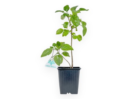 Syringa Vulgaris mme florent stepman - 32 cm