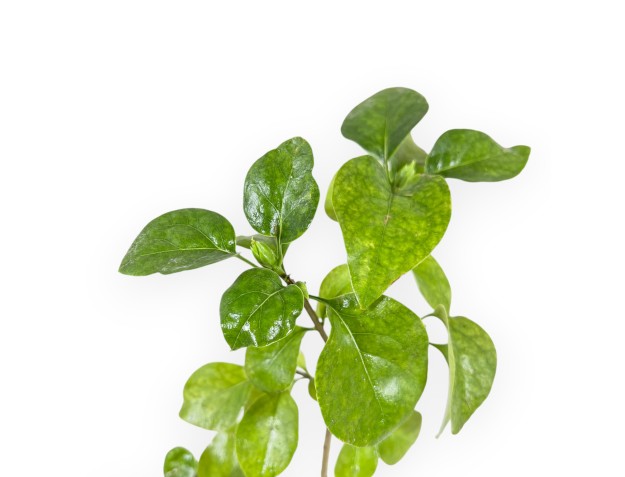 Syringa Vulgaris mme florent stepman - 32 cm 2