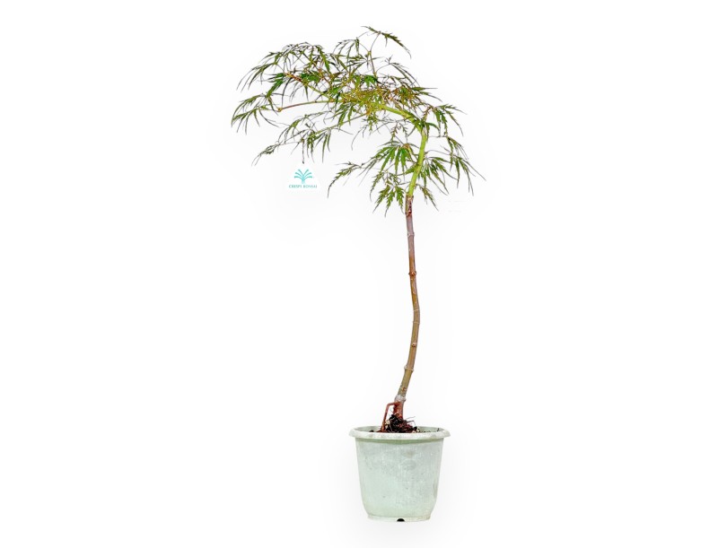 Acer Palmatum Hanamatoi - 65 cm
