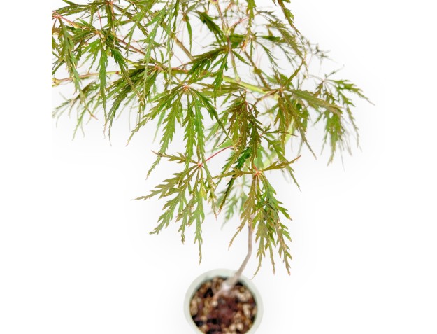Acer Palmatum Hanamatoi - 65 cm 2
