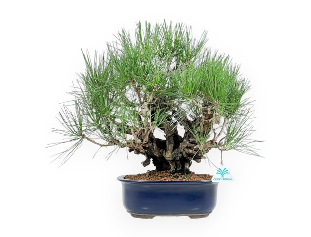 Pinus Thunbergii Corticosa - Zwarte den - 42 cm
