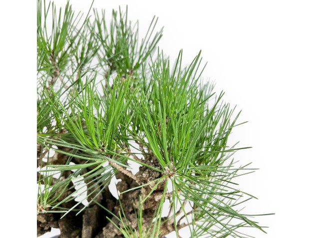 Pinus Thunbergii Corticosa - Zwarte den - 42 cm 2
