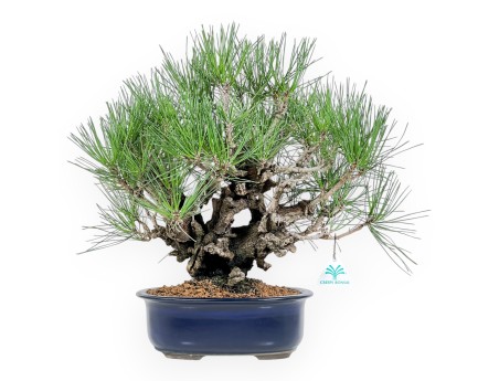Pinus Thunbergii Corticosa - Pino Nero - 42 cm